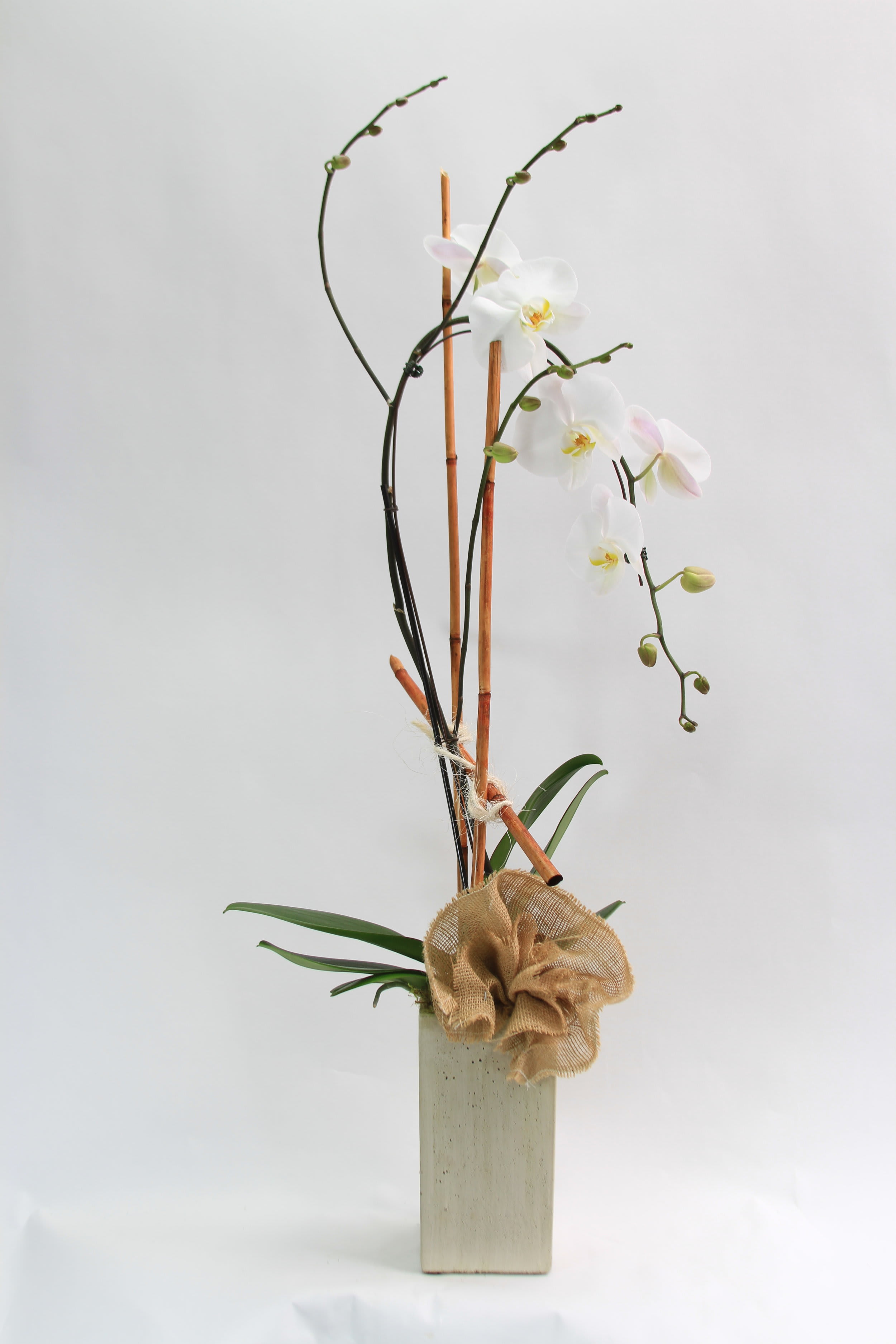 Orchid Paradise v. 2 - Choose from different Orchid designs, and receive the orchid to your liking! We love creating unique designs, and if you have any questions. Contact us and we’ll do our best to answer all your questions!