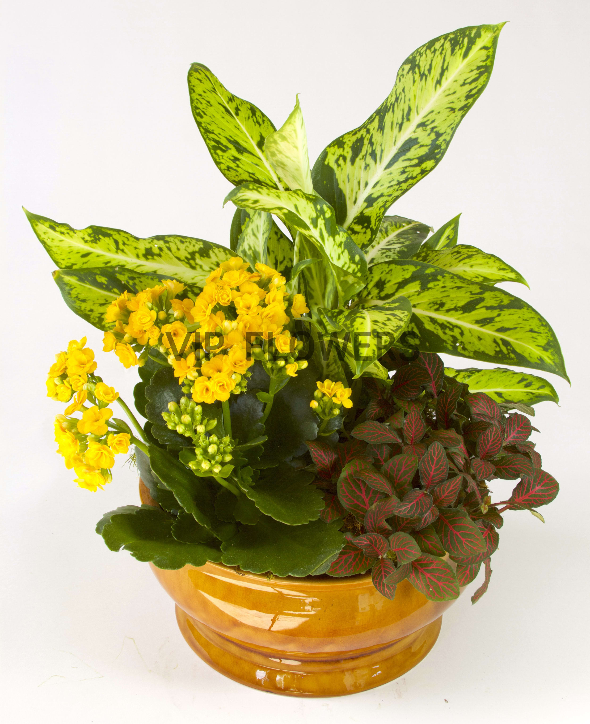 Designer Choice Plant - Substitutions may be necessary to ensure your arrangement or specialty gift is delivered in a timely manner. The utmost care and attention is given to your order to ensure that it is as similar as possible to the requested item (Please note that some flowers and colors may vary due to seasonality.)