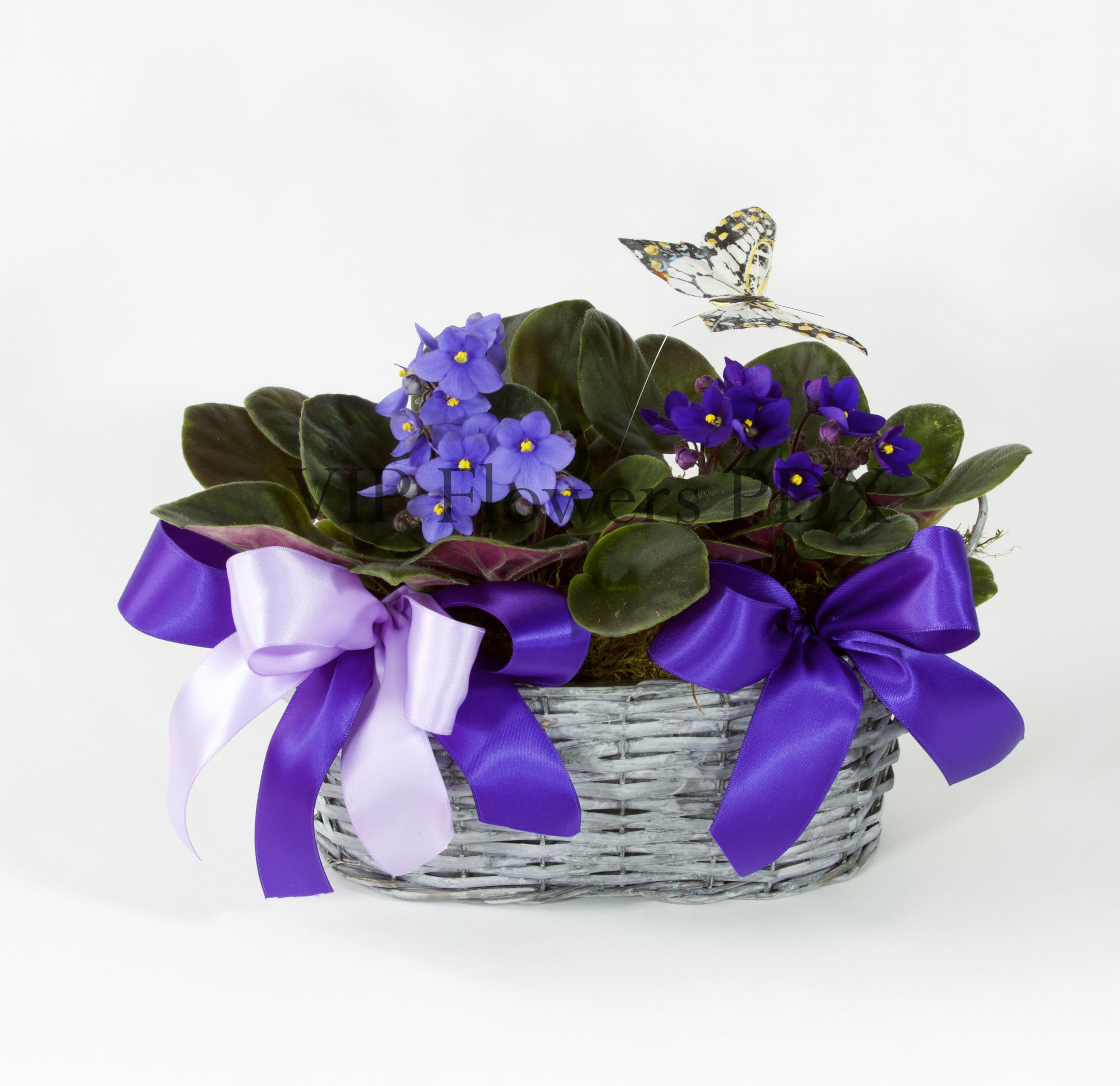 Purple Delight - Substitutions may be necessary to ensure your arrangement or specialty gift is delivered in a timely manner. The utmost care and attention is given to your order to ensure that it is as similar as possible to the requested item (Please note that some flowers and colors may vary due to seasonality.)
