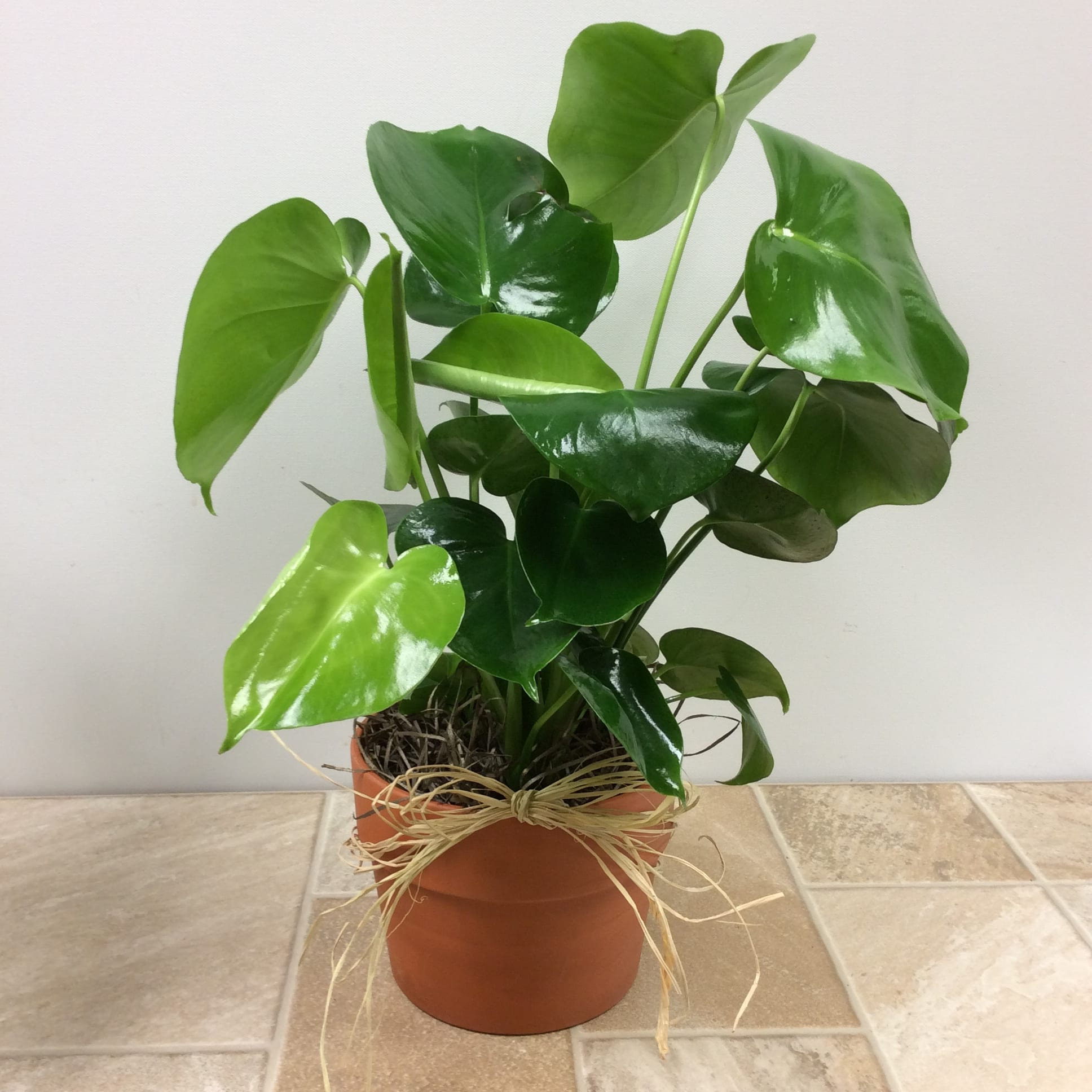6” Split Leaf Philodendron in La Crosse, WI Cottage Garden Floral
