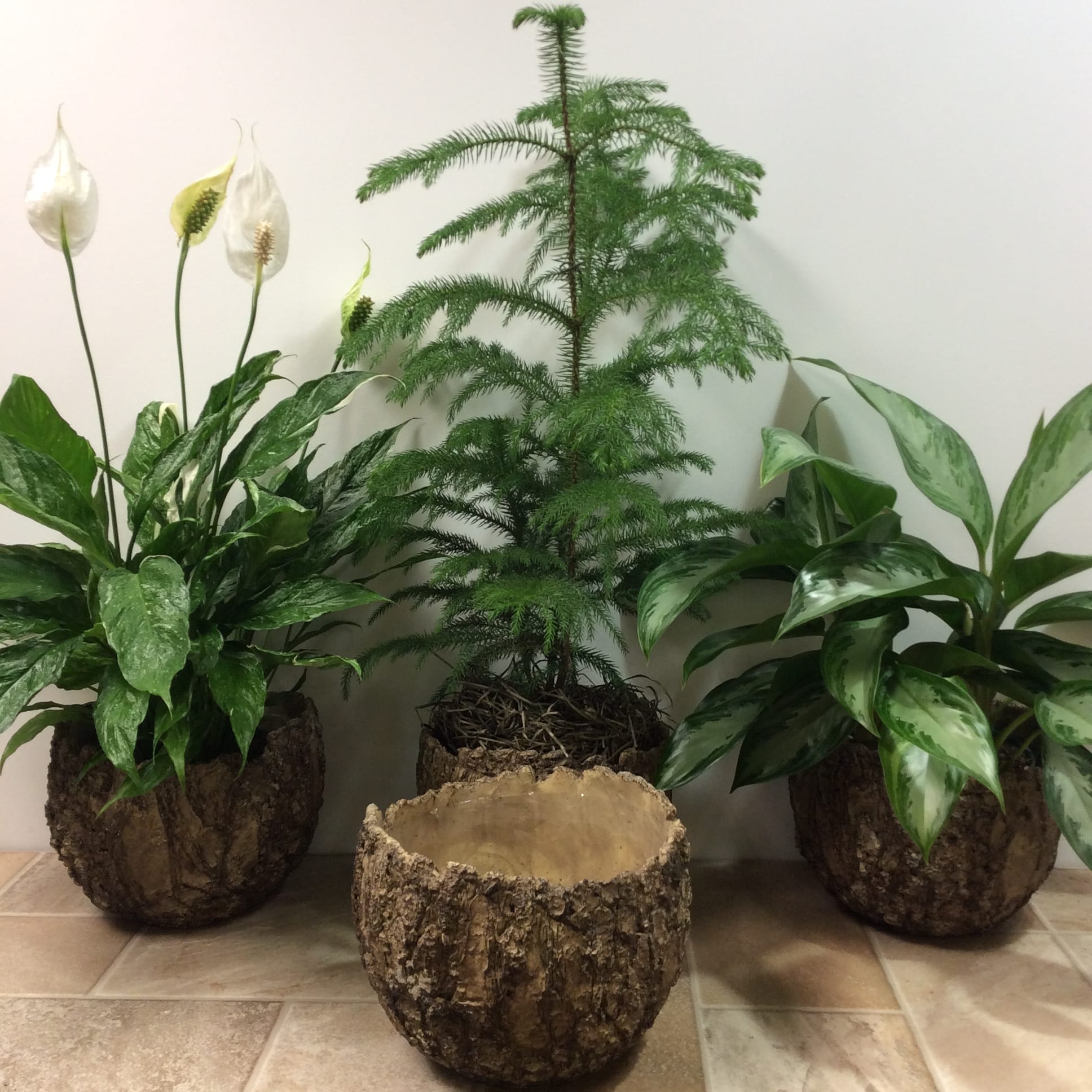 Bark Textured Ceramic Pot With Green Plant in La Crosse, WI Cottage