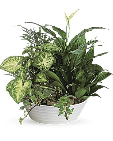 Medium Dish Garden - A miniature garden of assorted living plants arranged in a low ceramic bowl. Please note: the style and color of container may differ based upon availability.