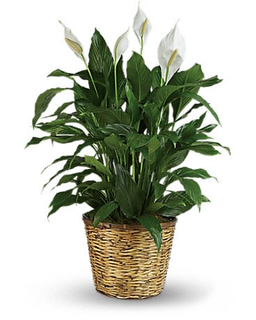 Simply Elegant Spathiphyllum - Large - When you want to make a big impression, sending a beautiful spathiphyllum that reaches almost 40&quot; is practically heaven sent. With its glossy leaves and brilliant white blossoms, this plant is super easy to care for. At the same time, it cares for indoor environments as well, cleansing the air of several toxic elements. It's simply elegant and simply wonderful. This large spathiphyllum is delivered in a charming 12&quot; basket. Tall is a great call!