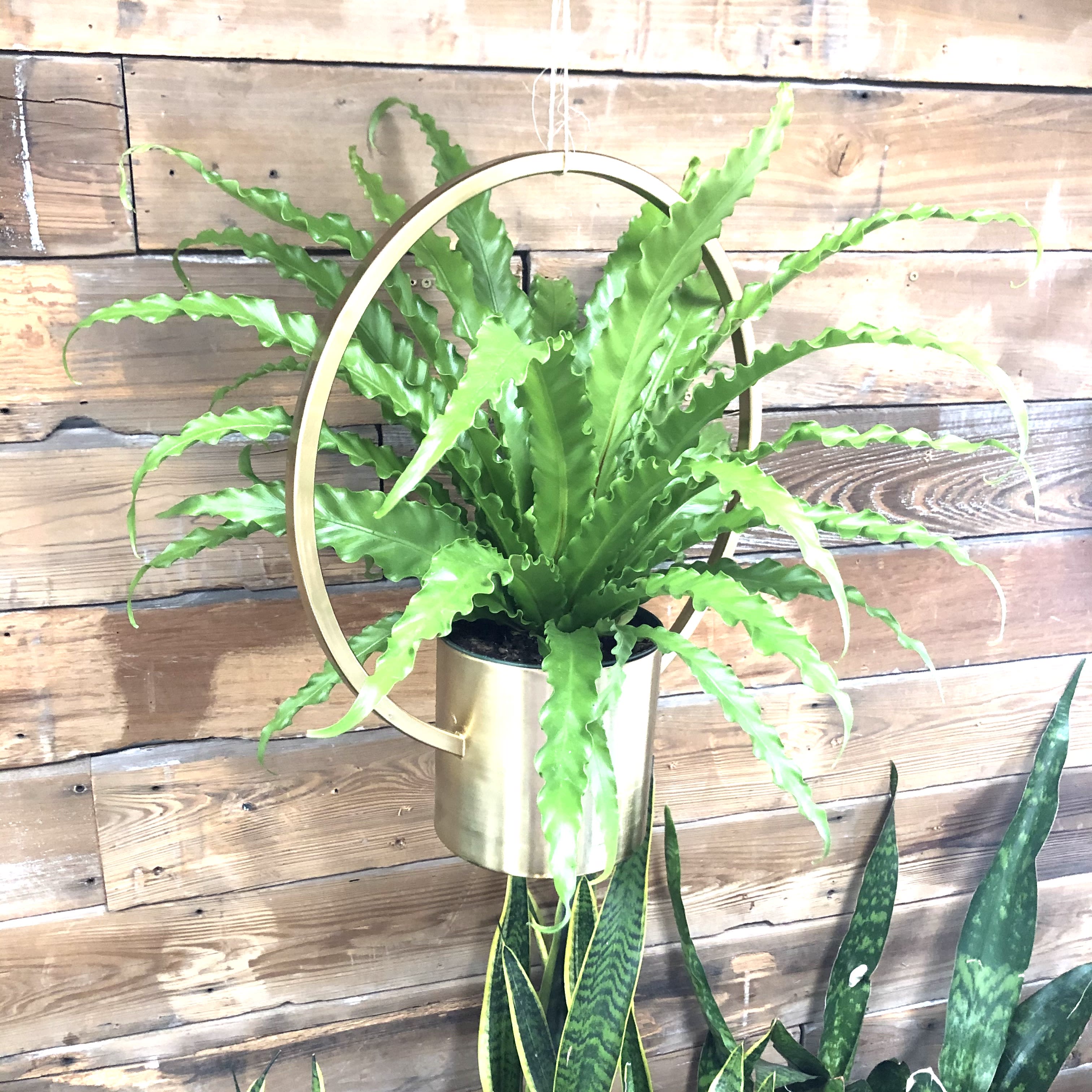 Bird's Nest Fern in Gold Hanging Pot in Washington, IL ...
