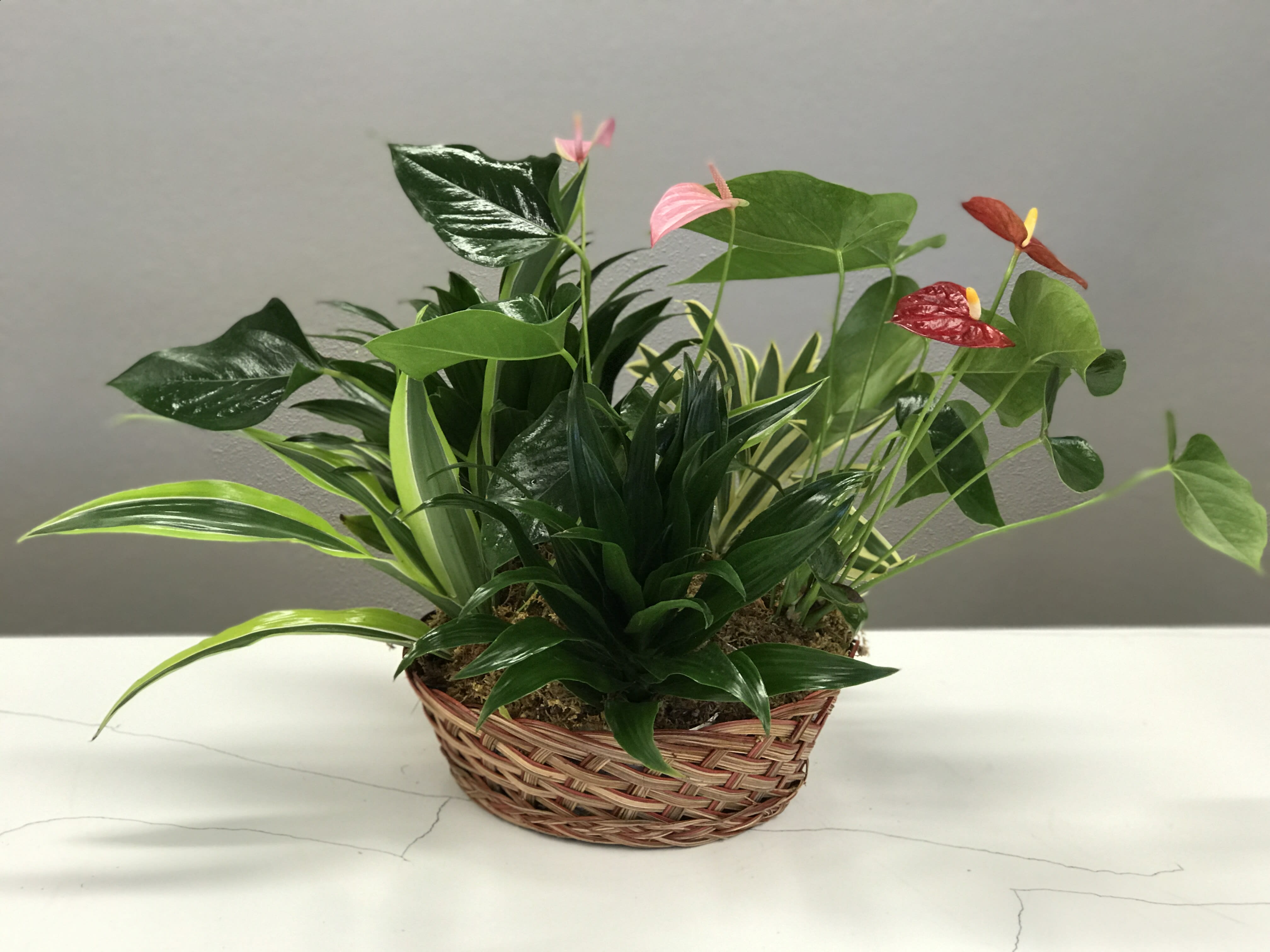 Thoughtful Reminder  - Lush green houseplants with pops of color to say Congratulations on a new home, send condolences, or remind someone you care. 