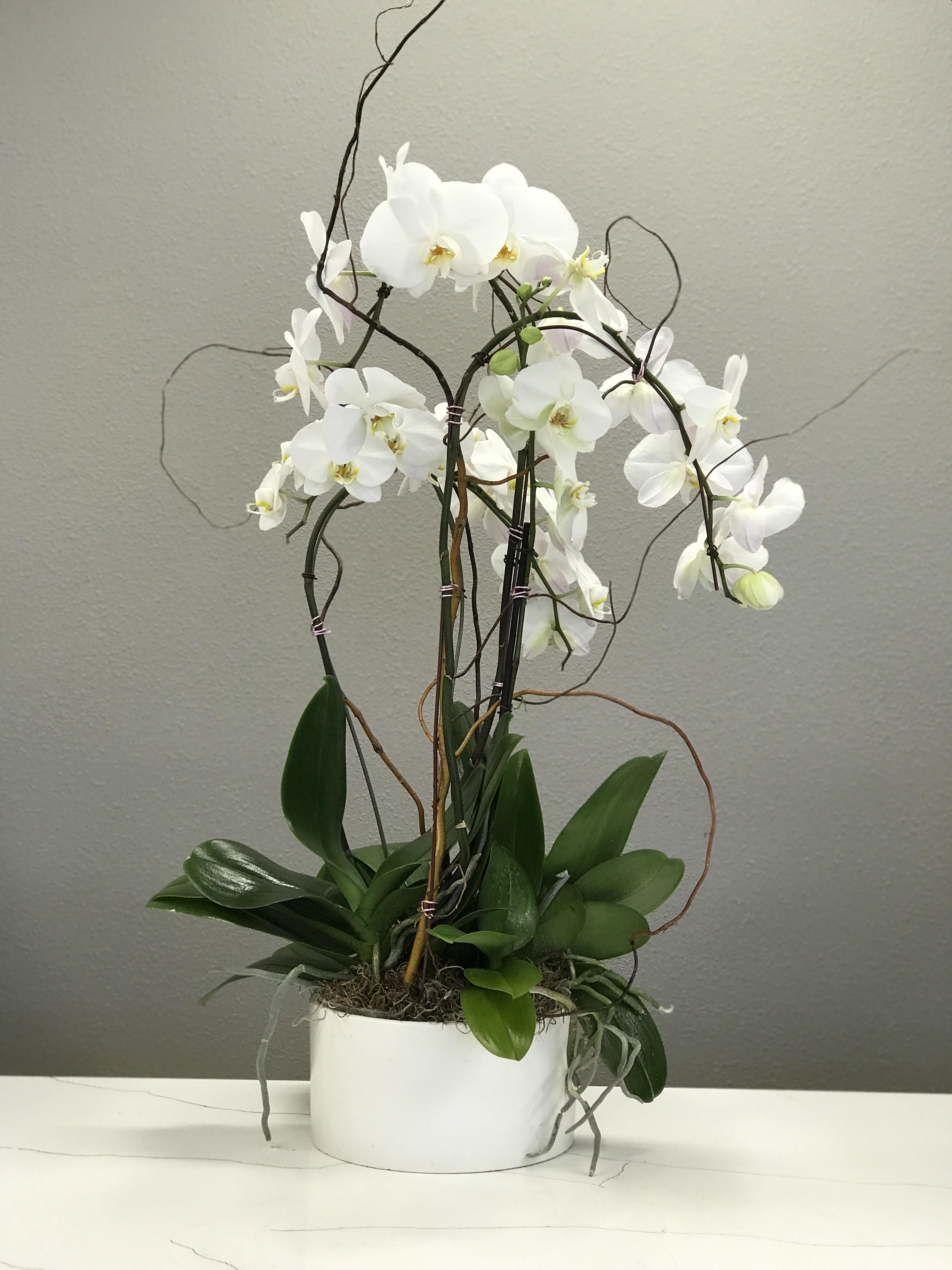 Dripping Diamonds - Large, blooming, white Phalaenopis Orchids accessorized with curly willow; curated to bring elegance, light, and love to the space of a love one. 
