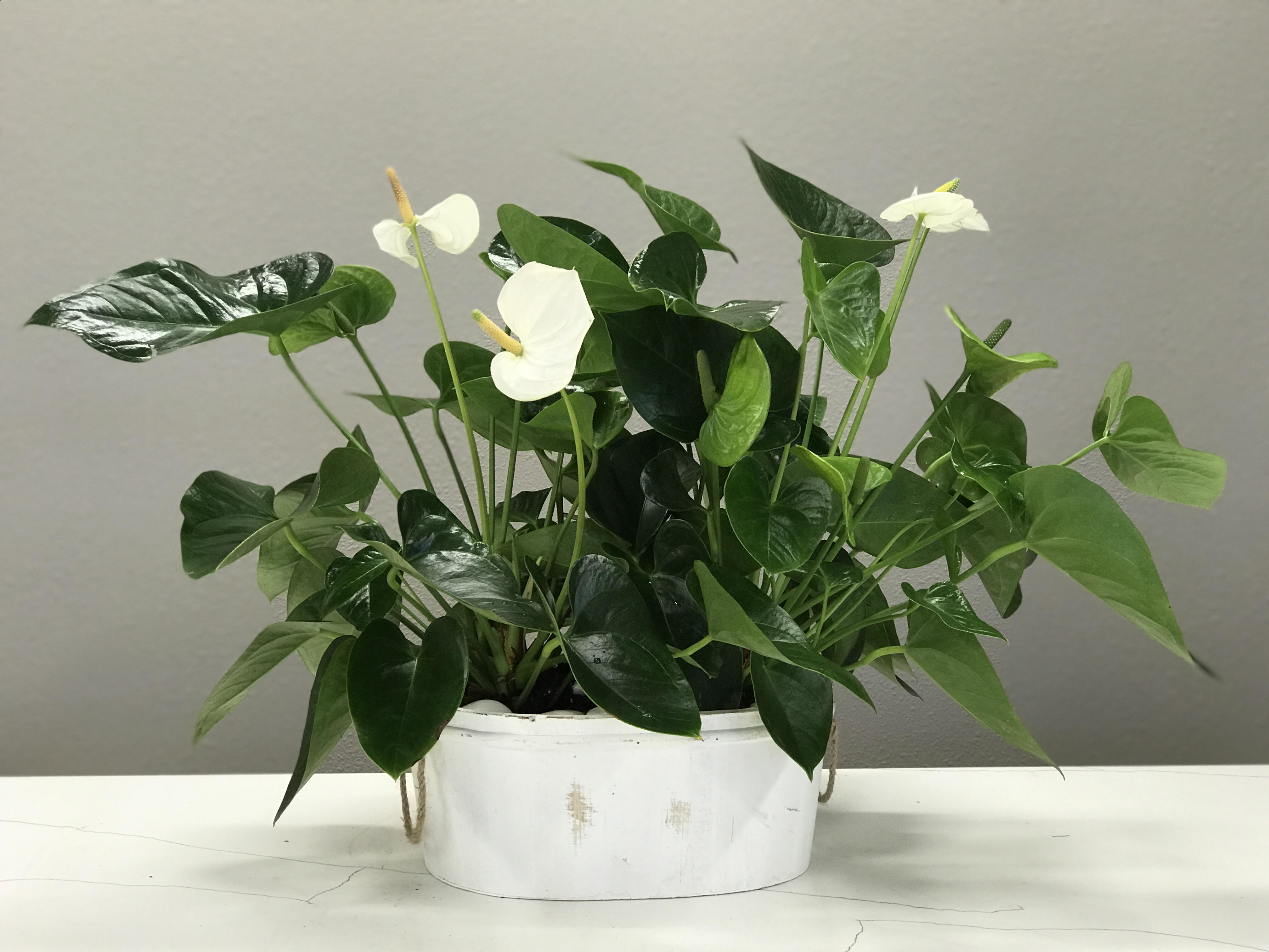 White anthurium deals