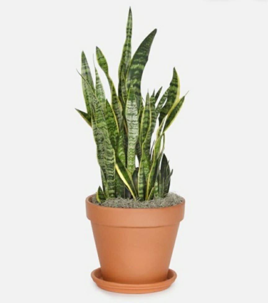 Snake Plant - 산세베리아(공기 정화 식물) Snake Plant - 산세베리아(공기 정화 식물) - A large sized Snake Plant in a modern pot. Snake Plants are said to improve air quality by removing toxins and are near impossible to kill! No green thumb necessary! Pots may vary depending on availabilities.
