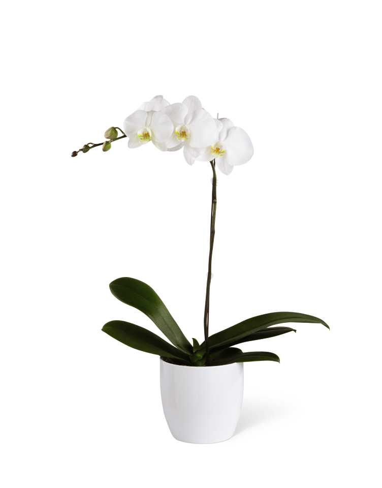 White Orchid Planter - The White Orchid Planter is an elegant, long-lasting gift that beautifully conveys your condolences for their loss. A snow-white phalaenopsis orchid plant displays its exotic blooms while seated in a designer white ceramic container to create a symbol of peace that honors the life of the deceased.