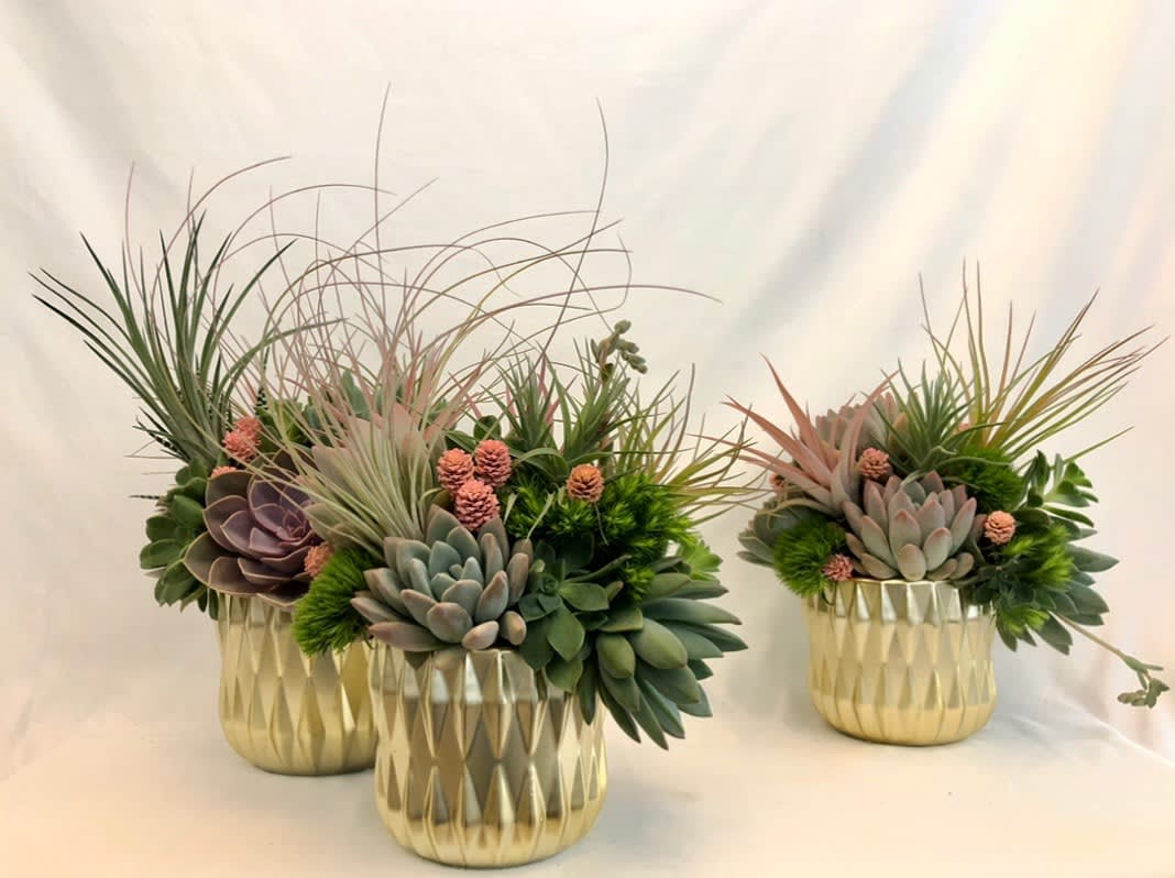 Texture Garden - This combination of assorted succulents, tilandsia air plants, and dried materials makes great gift for the home or office.   