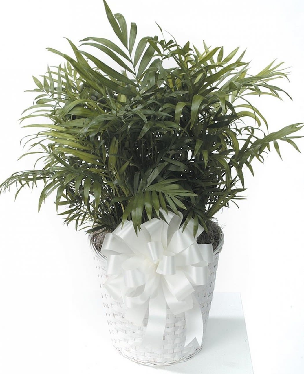 Medium Parlor Palm - An 8&quot; parlor palm in a wicker basket with bow. A wonderful plant for the family to enjoy for years to come. Basket may be white or brown.