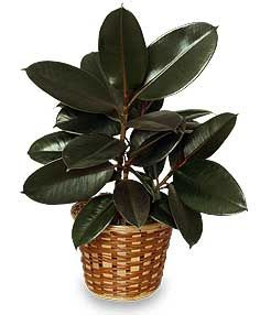 RUBBER PLANT BASKET - RUBBER PLANT BASKET