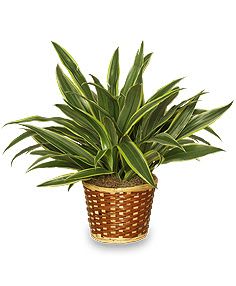 STRIPED DRACAENA PLANT Dracaena deremensis 'Warneckei' STRIPED DRACAENA PLANT Dracaena deremensis 'Warneckei' - STRIPED DRACAENA PLANT Dracaena deremensis 'Warneckei'