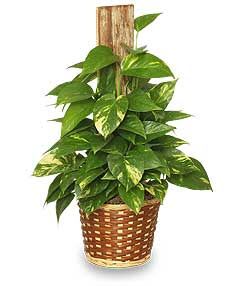 GOLDEN POTHOS PLANT Scindaspus aureus GOLDEN POTHOS PLANT Scindaspus aureus - GOLDEN POTHOS PLANT Scindaspus aureus