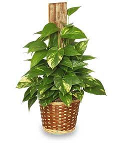 GOLDEN POTHOS PLANT Scindaspus aureus - GOLDEN POTHOS PLANT Scindaspus aureus