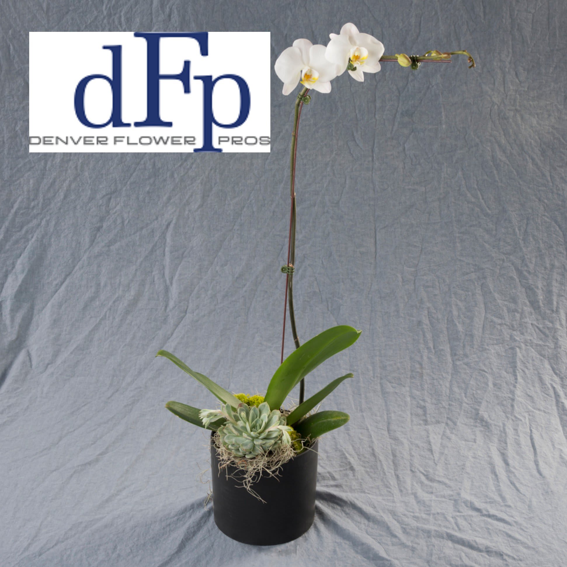 Phalaenopsis Orchid succulent planter Phalaenopsis Orchid succulent planter - Wooden Orchid and succulent crate delivered in Denver by Denver Flower Pros. A Rare. Exquisite. Beautiful orchid planter designed with moss and willow branches . This exotic white orchid plant makes a loving way to honor a very special someone who has passed away. The graceful Phalaenopsis Orchid has been styled by Denver Flower Pros , a local artisan florist. It makes an elegant and understated tribute that’s a testament to the life you’re celebrating and to your extraordinary taste. and it can send a touching message of sympathy and comfort to a wake or for delivering your condolences to grieving family and friends at home.