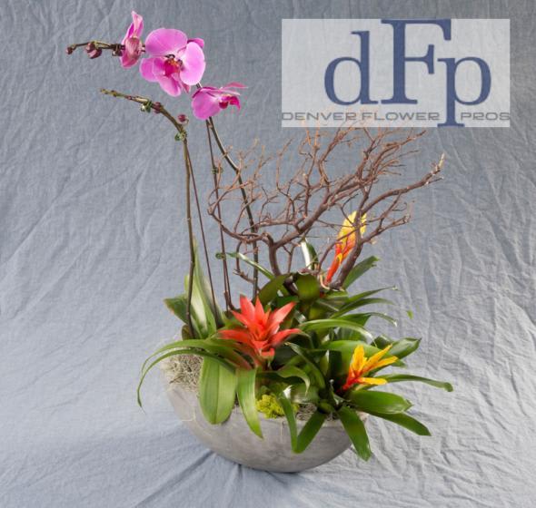 Phalaenopsis Orchid and Bromeliad planter Phalaenopsis Orchid and Bromeliad planter - <p>Wooden Orchid and succulent Concrete pot delivered in Denver by Denver Flower Pros. A Rare. Exquisite. Beautiful multi orchid planter designed with moss and Manzanita branches . This exotic orchid plants and bromeliads . It makes an elegant and understated tribute that’s a testament to the life you’re celebrating and to your extraordinary taste. and it can send a touching message of sympathy and comfort to a wake or for delivering your condolences to grieving family and friends at home.</p>