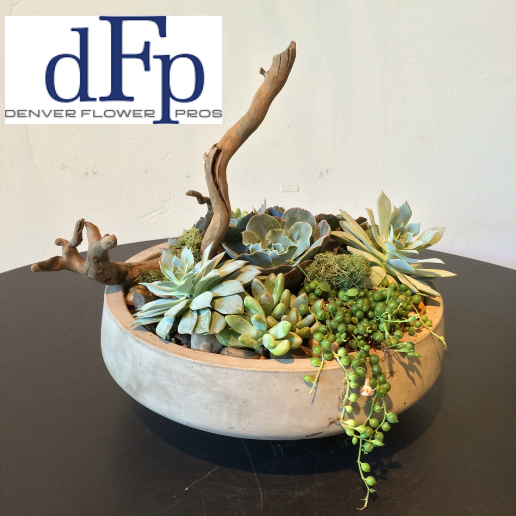 Succulent Planter In Concrete Planter By Denver Flower Pros