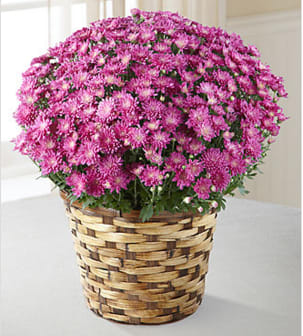 The FTD®: Devotion™ Pink Mum - Let grieving friends and family know you're thinking of them with this colorful plant that reminds them, each day, that you are thinking of them and how much you care. This cheering and easy to care for mum plant blooms in a vibrant cloud of hot pink blossoms that makes a beautiful and meaningful addition to any home or office.   Your purchase includes a complimentary personalized gift message.