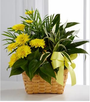 The FTD® Loving Light™ Dishgarden The FTD® Loving Light™ Dishgarden - The FTD® Loving Light™ Dishgarden is a ray of hope and a beautiful symbol of eternal life offered through our finest collection of plants. A palm plant, peace lily plant, dracaena plant and philodendron plant create an exquisite look when brought together in a 7-inch natural woodchip basket and accented with stems of bright yellow chrysanthemums. Adorned with a yellow satin ribbon, this gorgeous dishgarden will bring comfort and extend sympathy throughout the months ahead. Approximately 18"H x 13"W. Your purchase includes a complimentary personalized gift message.