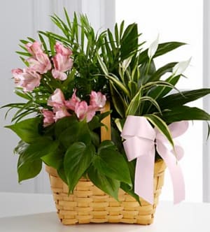 The FTD® Living Spirit™ Dishgarden - The FTD® Living Spirit™ Dishgarden is a wonderful display of our finest plants to honor the life of your loved one. A palm plant, peace llly plant, dracaena plant and a philodendron plant are lush and lovely accented with stems of Peruvian lilies. Seated in a 7-inch woodchip rectangular basket, this dishgarden conveys your most heartfelt sympathy while offering hope for brighter days ahead. Approximately 18&quot;H x 13&quot;W. Your purchase includes a complimentary personalized gift message.