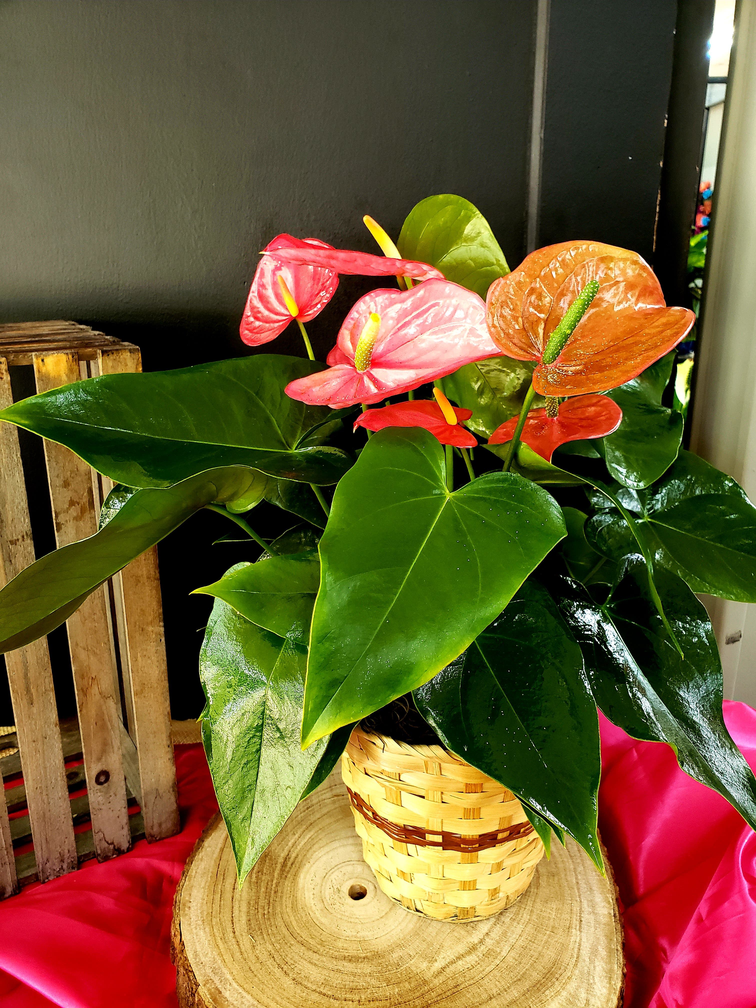 Pink Anthurium in Shawnee, OK Graves Floral