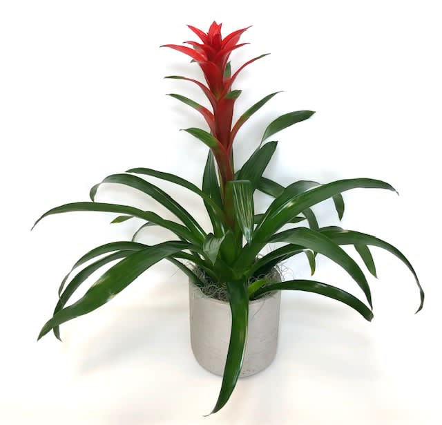 Red Bromeliad in West Palm Beach, FL | Love&amp;#39;s Flower Shop