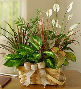 Funeral plants top