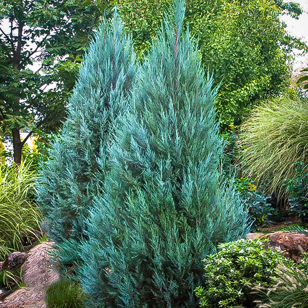 Juniperus Chinensis In Derry Nh Springlook Farm Garden Center Nursery Fl - Garden Centers In Derry Nh