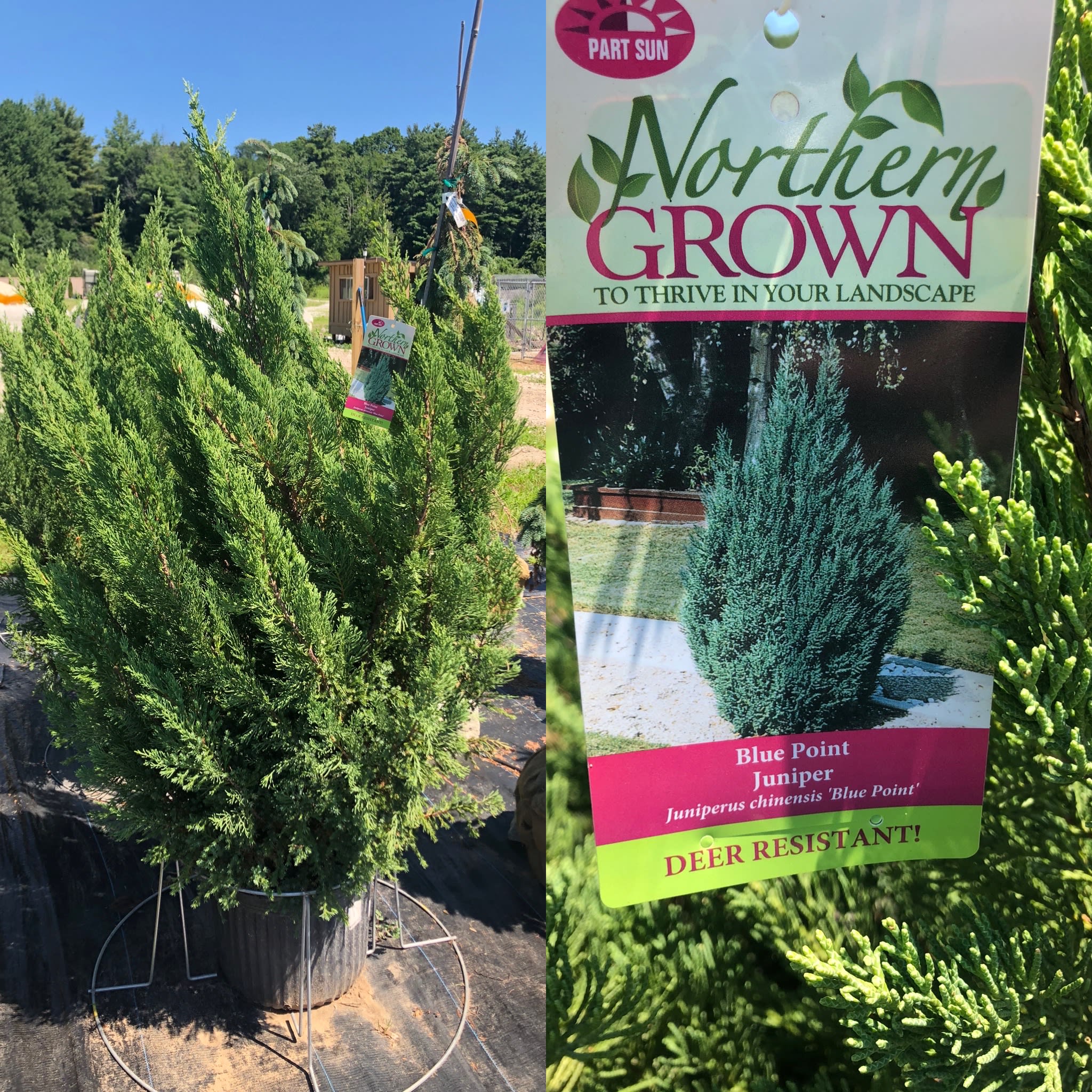 Blue Point Juniper in Derry, NH Springlook Farm Garden Center Nursery Fl