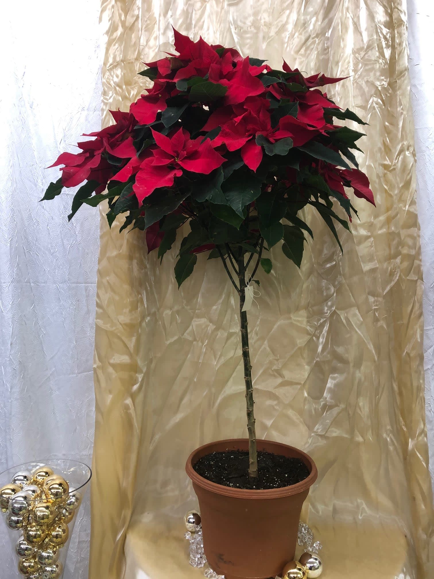 Poinsettia Topiary in Bergenfield, NJ Broderick's Flowers