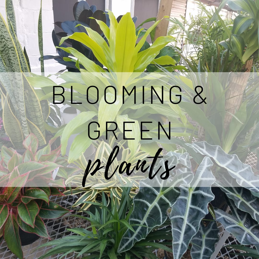 Blooming & Green Plants from Green Bay Floral in Green Bay, WI Green