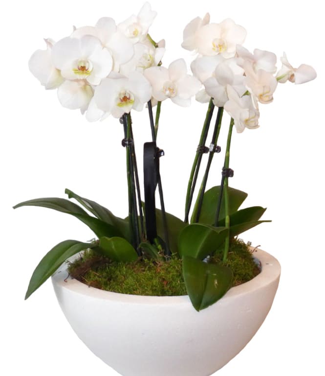 White Orchid Arrangement By Dutch Flower Lady