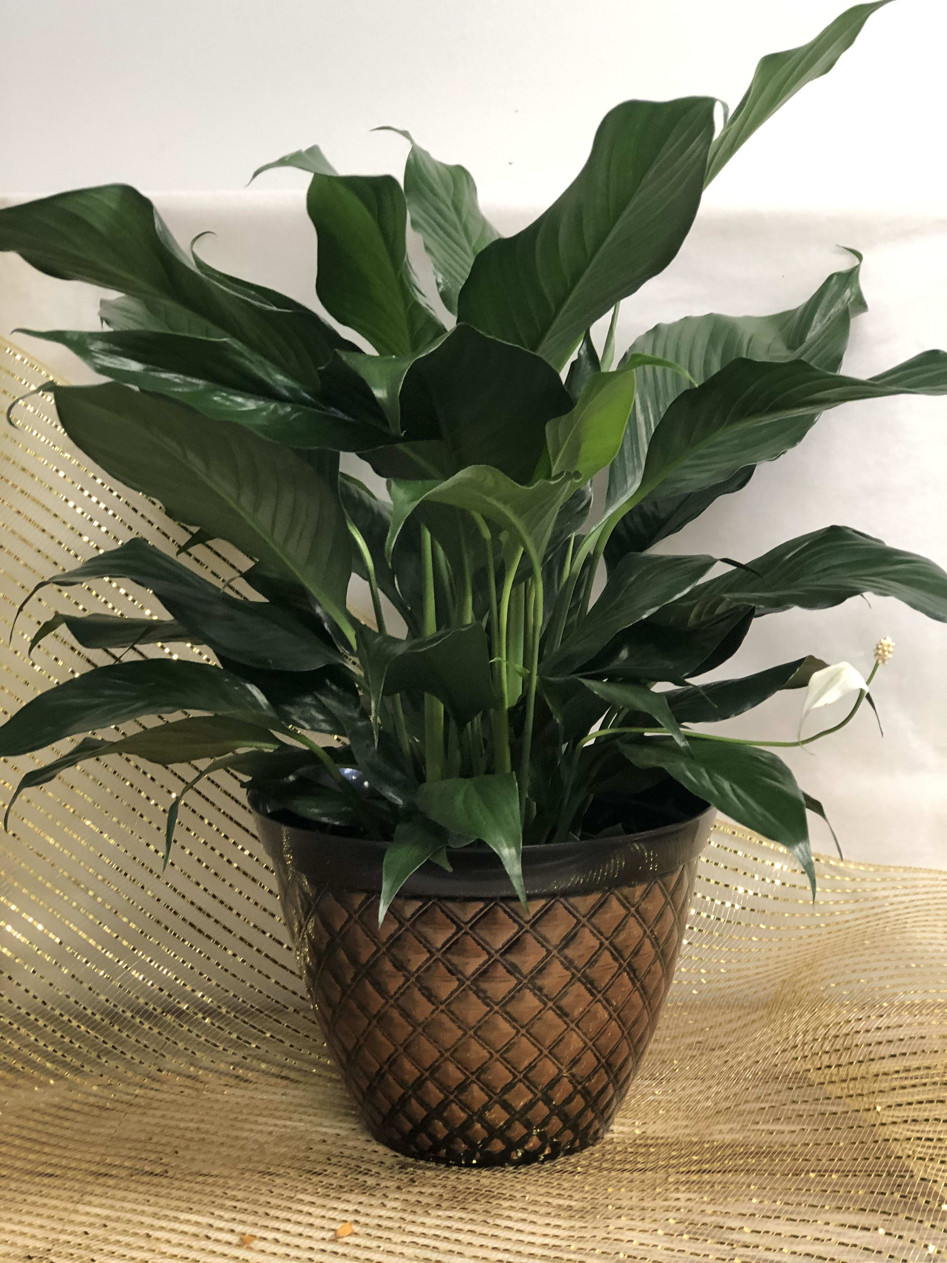 Peace lily - The peace lily is a perfect, easy care plant for any occasion.  All sizes are available and ready to go wrapped in foil or bow or in a nicer container. 