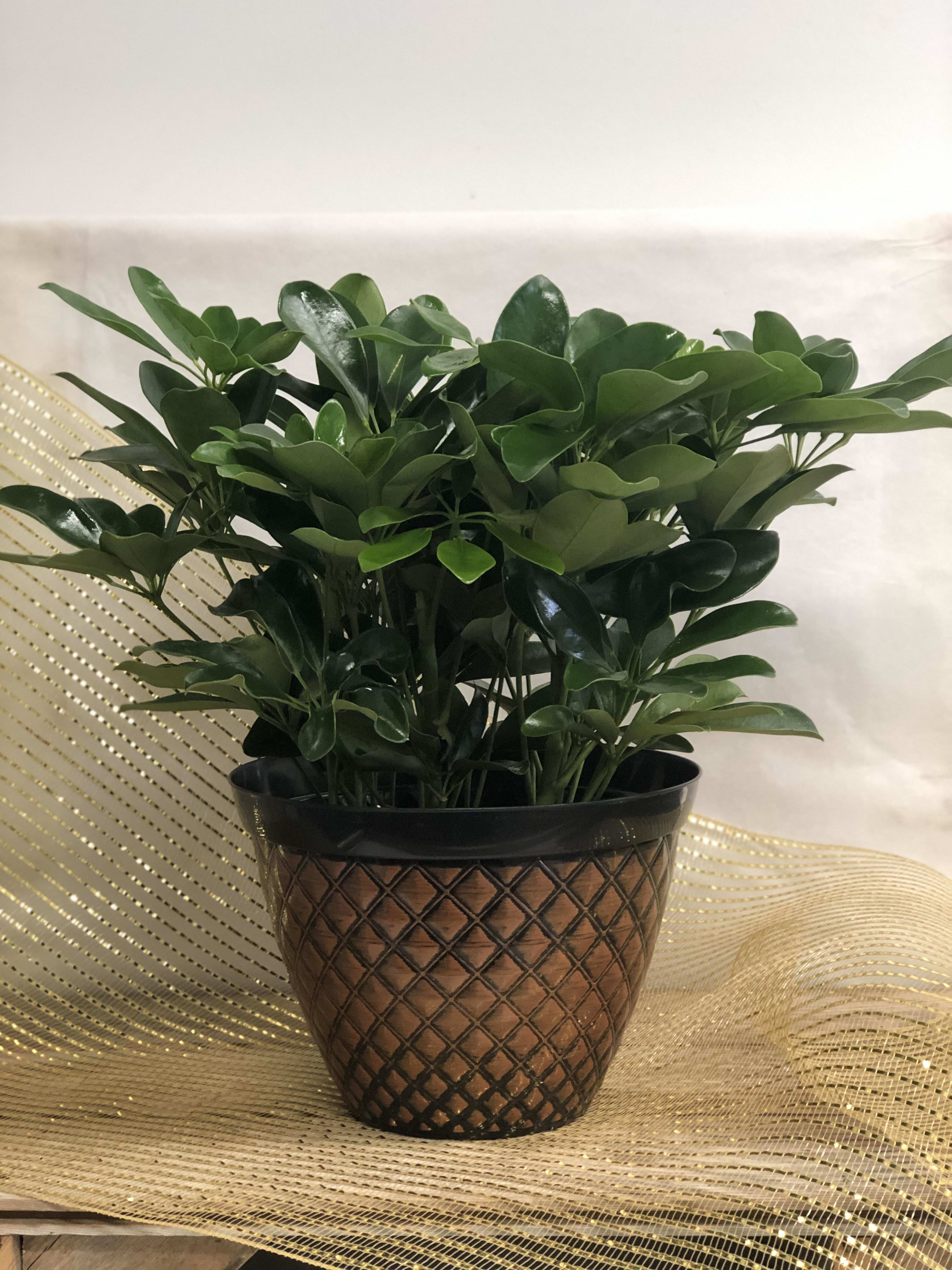 Green Plant - We offer various sizes and types of green plants for any occasion.  Just pick your price and our designer's will create a beautiful plant for the recipient. 