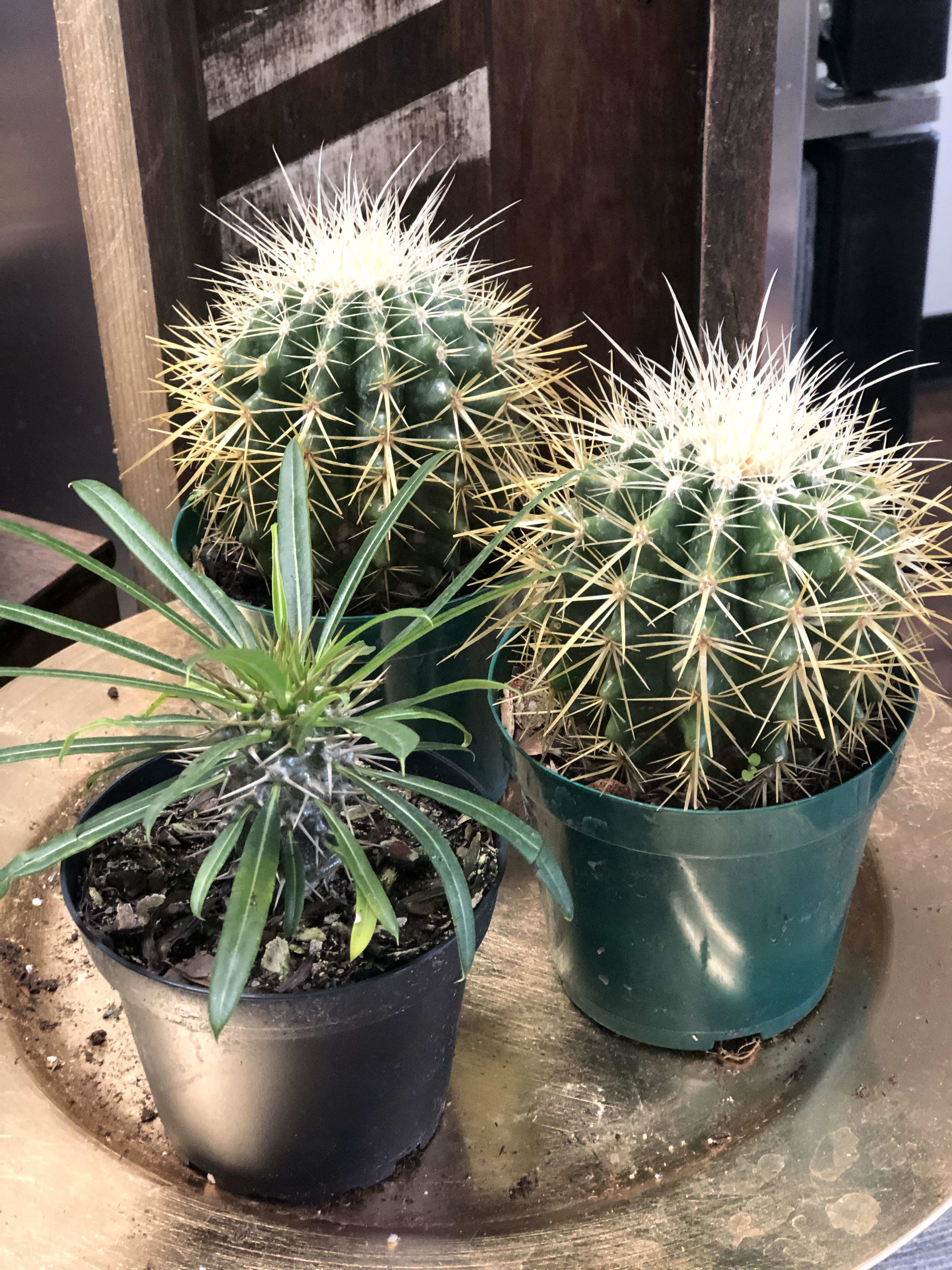 Cactus  Cactus  - We carry a variety of Cacti in all ranges.