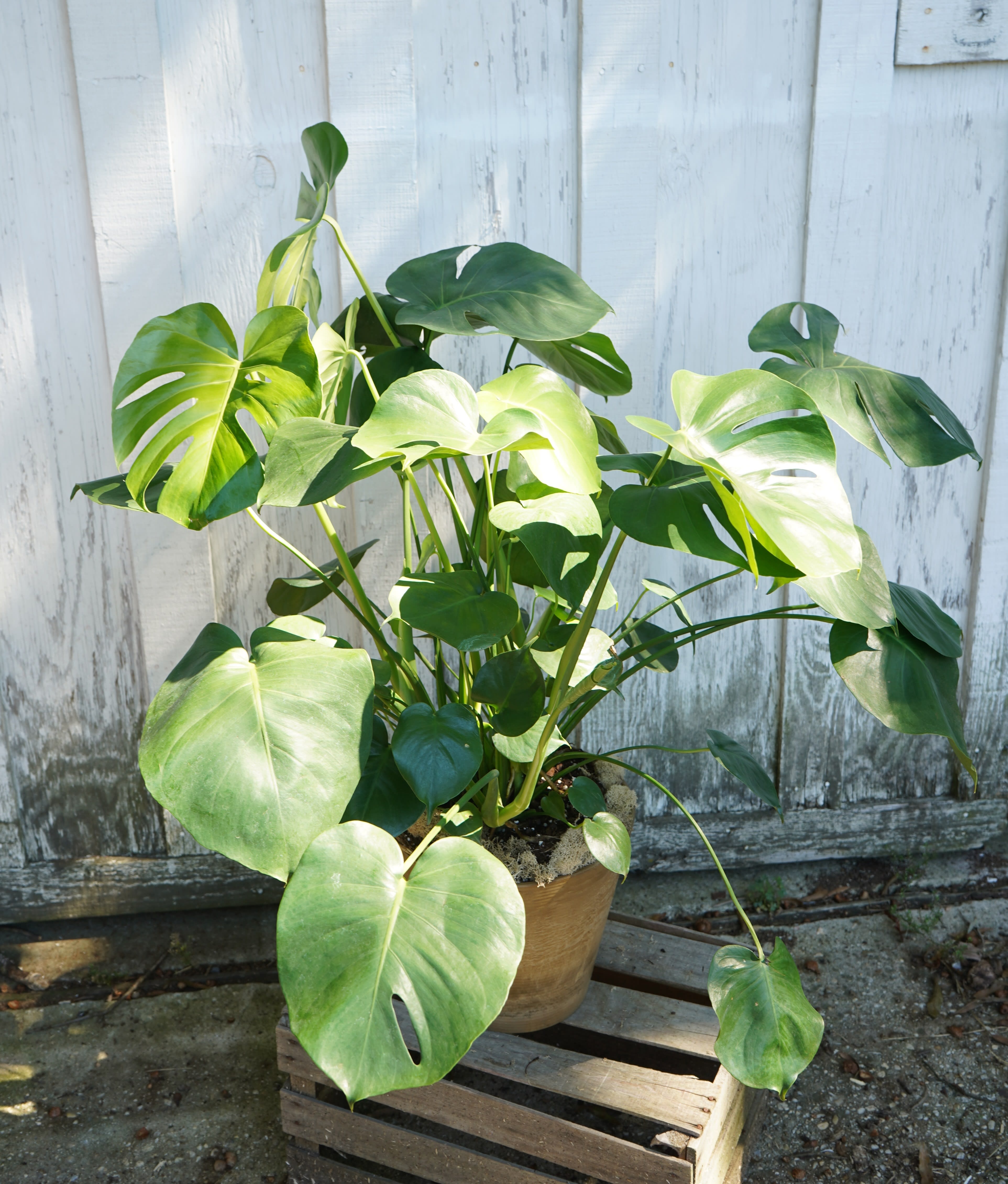 Monstera  - Beautiful house plant with stunning leaves that adds interest to any room. 