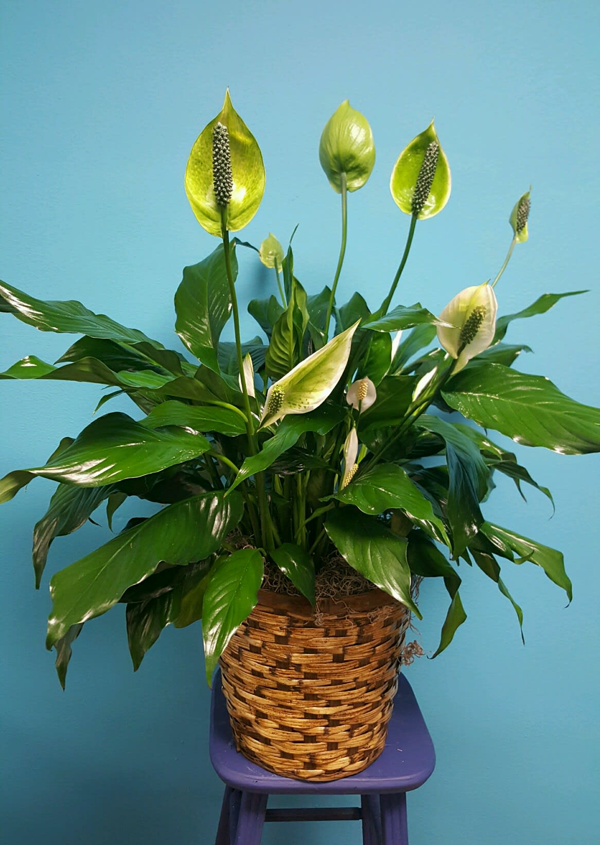 Large Peace Lily - A nice showy Peace Lily in a basket. Peace Lilies are really easy house plants to take care of. They don't need a lot of light or care.