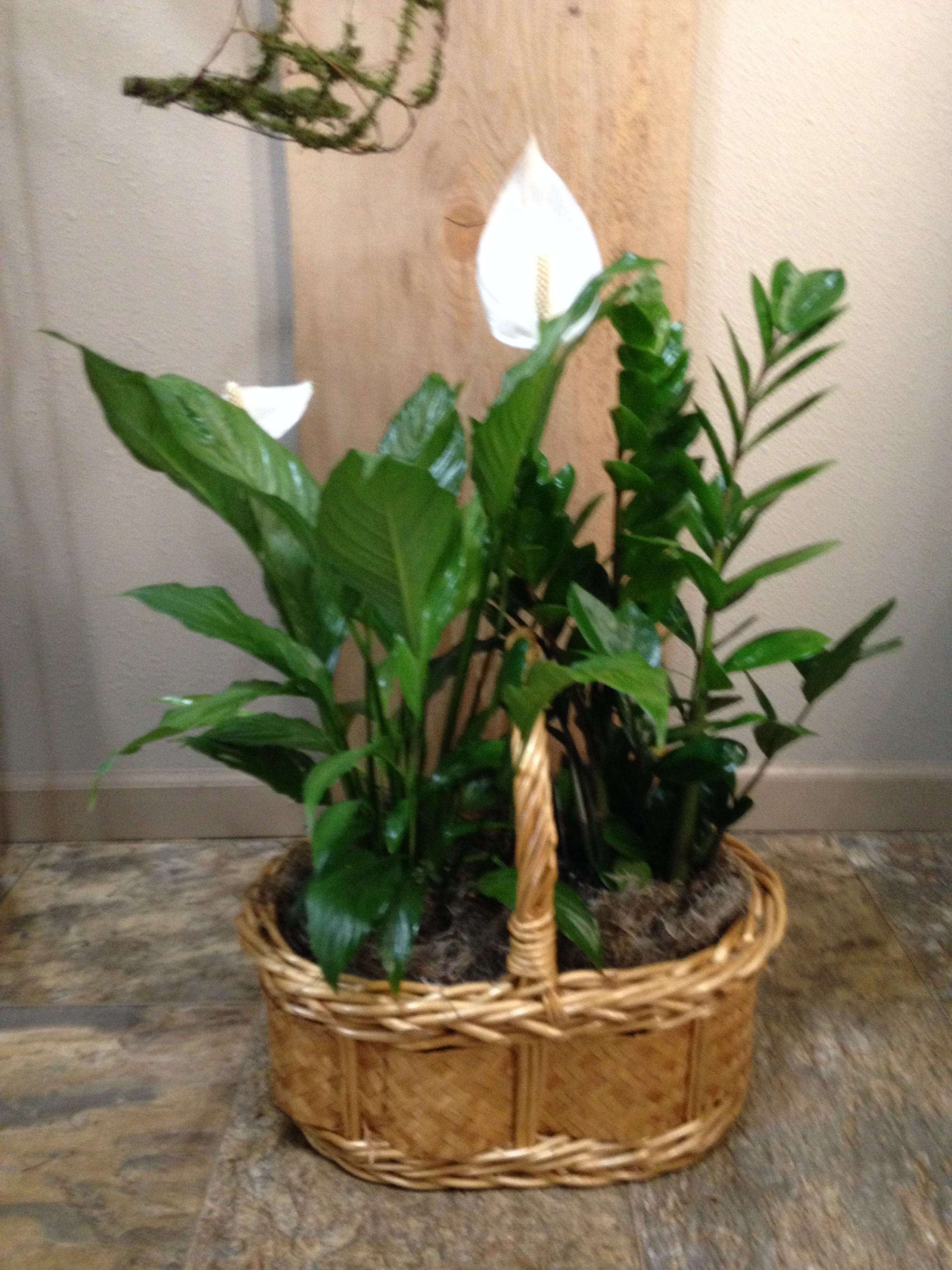 Natural Assorted Plant Basket in Coulterville, CA Sierra Flowers
