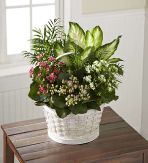 The FTD Rural Beauty Dishgarden in Midland, MI | Lapelle's ...