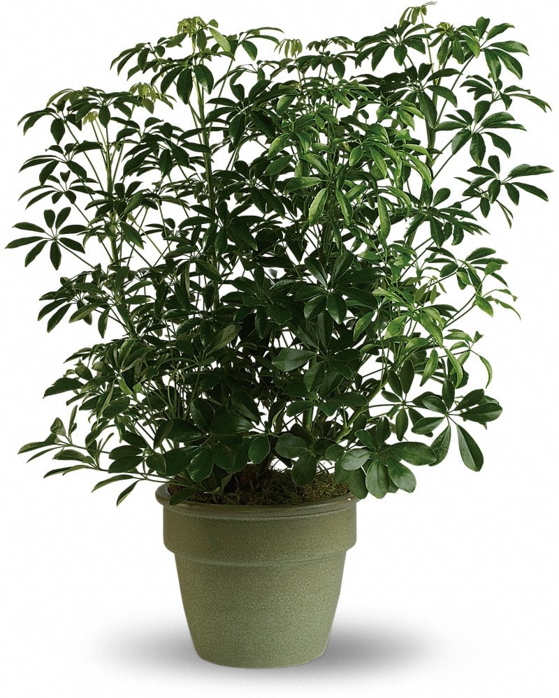 Amazing Arboricola - Also known as the umbrella plant due to its lovely arching leafy branches this is an amazing gift. It can last for years and lend its graceful beauty to any home or office. Standing almost three feet tall in its olive green ceramic planter this arboricola is a natural.