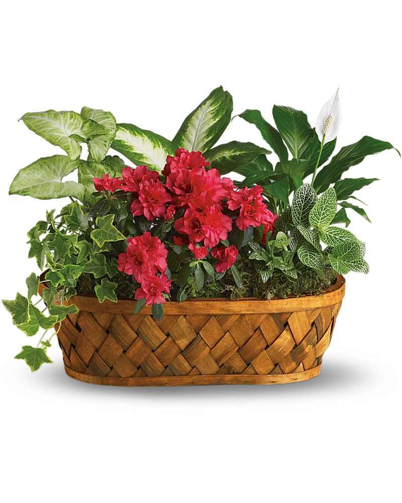 Plants Galore Plants Galore - You don't need a green thumb to love plants galore! Plants plants and more plants are delivered in a handsome woodchip basket. Easier to care for than pronounce a hot pink azalea and white hypoestes are joined by dieffenbachia nephthytis spathiphyllum and ivy. All are hand-arranged in a pretty wicker basket. It's an abundance of natural beauty.