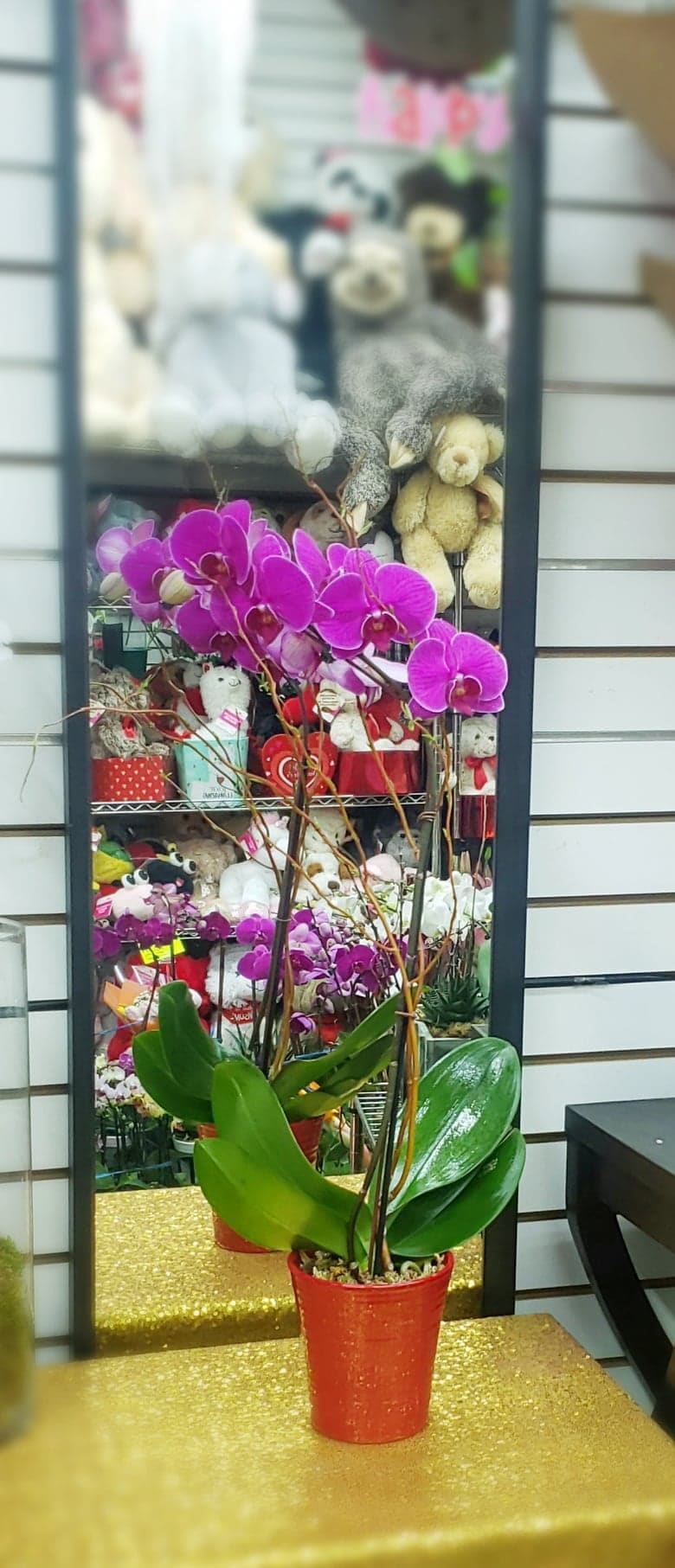 Perfect Purple Orchid Plant in Angier, NC JJ’s Flowers