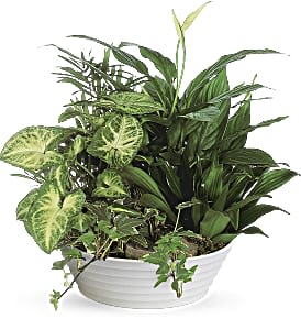 Medium Dishgarden - Green plants in a greenish bowl