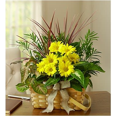 1-800-Flowers® Dish Garden With Fresh Cut Flowers 1-800-Flowers® Dish Garden With Fresh Cut Flowers - Send your warmest regards with an elegant dish garden that combines the fragrance of a fresh bouquet with the lasting beauty of indoor plants. Our expert florists use a variety of lush green plants to create an attractive indoor garden and top it off with freshly cut blooms to send a lasting memory of you. Large measures overall approx. 16"H x 8"D. Medium overall approx. 14"H x 7"D. Small overall approx. 12"H x 6"D. Plants, floral and planters may vary due to local availability.