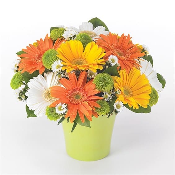 Greeting The Day Greeting The Day - Send a little sunshine with this cheery arrangement of gerberas, button poms and Monte casino in a green cache pot. Measures 11"H by 11"L.