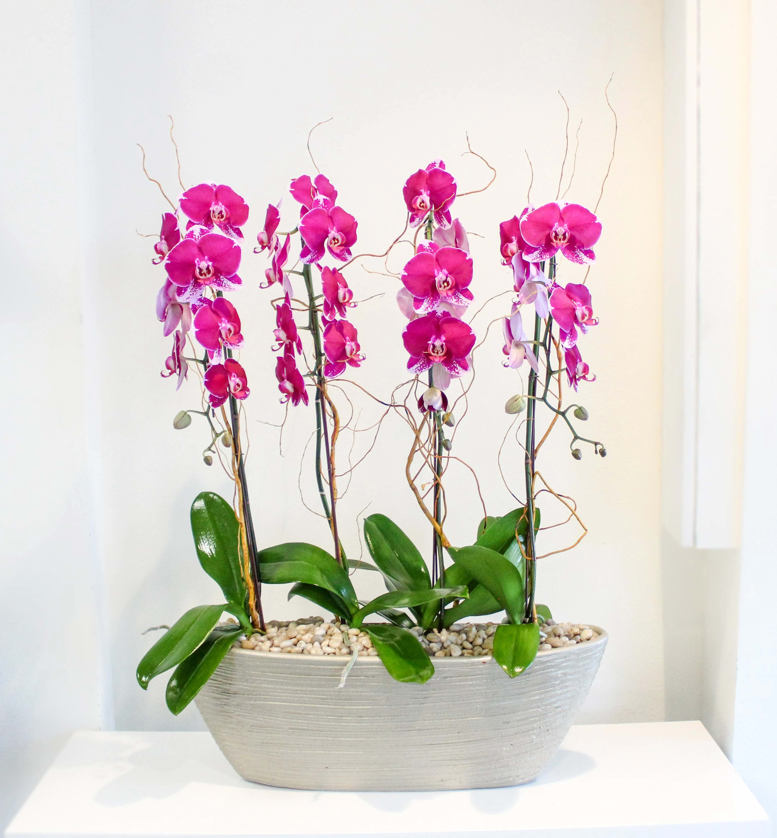 Orchid Breeze in Los Angeles, CA Sonny Alexander Flowers