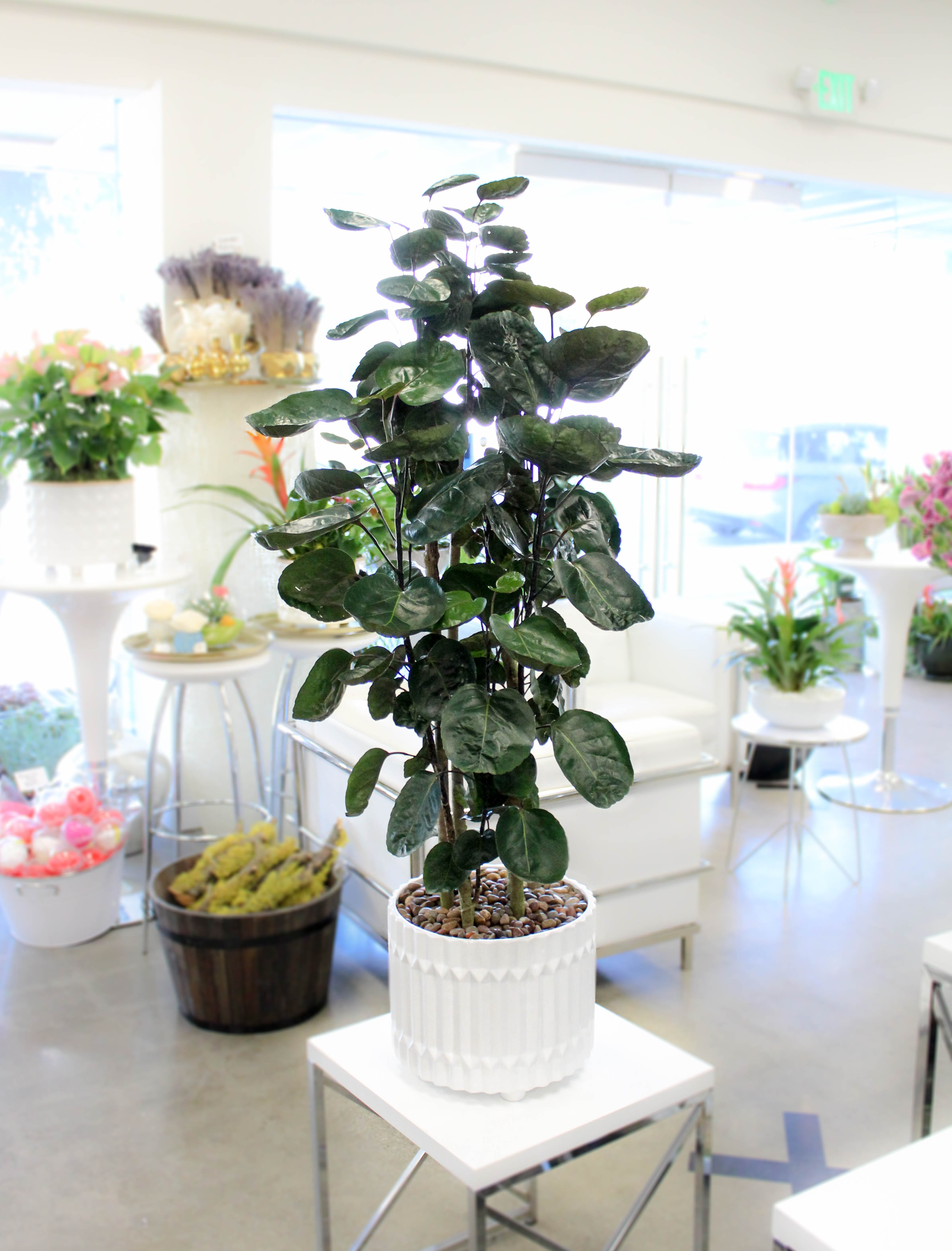 Aralia Fabian Potted Plant in Los Angeles, CA Sonny Alexander Flowers
