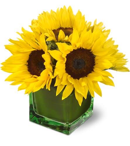Teleflora's Modern Sunshine - Give the gift of pure sunshine - six perfectly brilliant yellow sunflowers, arranged in a modern green glass cube vase that's lined with glossy green leaves. It's a gift that's as good as gold.    Six medium sunflowers are arranged in a Teleflora green cube vase lined with aspidistra leaves.    Approximately 7&quot; (W) x 10&quot; (H)    Orientation: All-Around    As Shown : TFWEB189