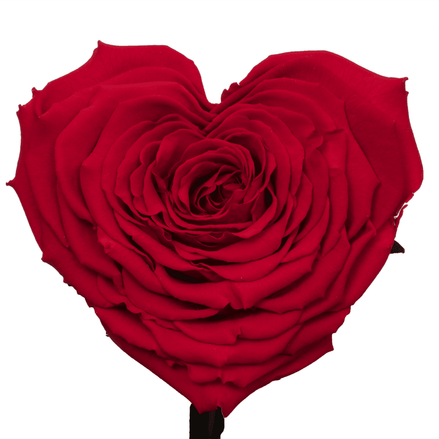 Red Heart Shape Preserved Rose in Bronx, NY | WORLDTHEROSES.COM